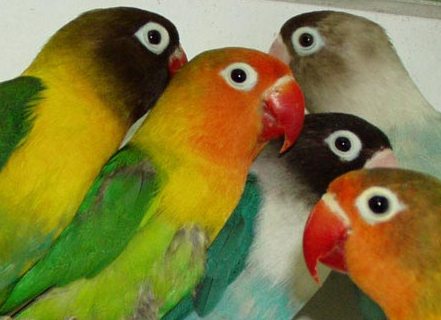 ... Pecinta Burung Lovebird | Belajar Mencintai Burung 